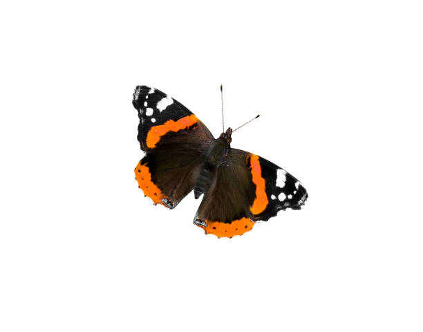istock beautiful butterfly Admiral on a white isolated background 912230920