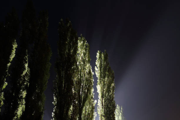 istock Tall illuminated trees against the background of the night sky 912231156