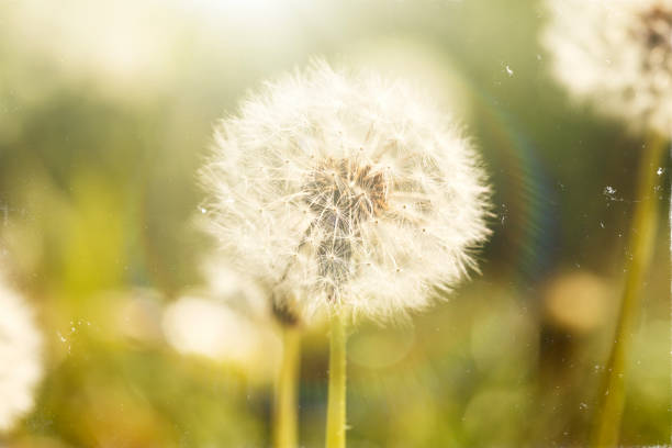 istock fluffy dandelion in the field 912236476