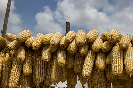 Maize or corn cobs on drying rack