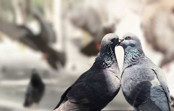 istock Gorgeous Love Birds Pigeons 912243956