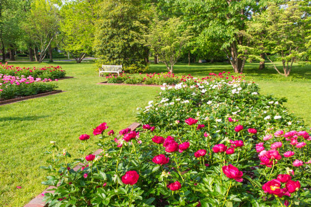 istock Blooming pink peony flowers in park garden. 912244004