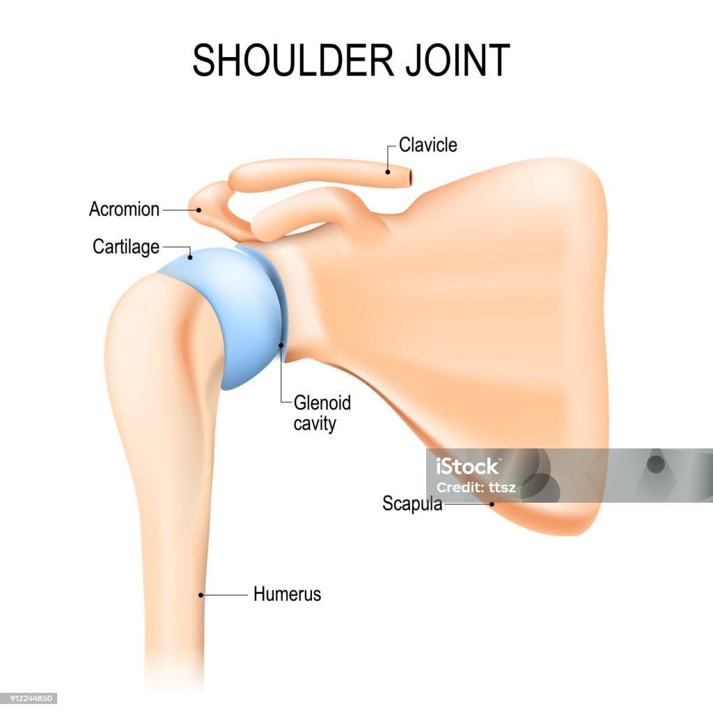 Articulación del hombro (glenohumeral). Anatomía humana - arte vectorial de Hombro libre de derechos