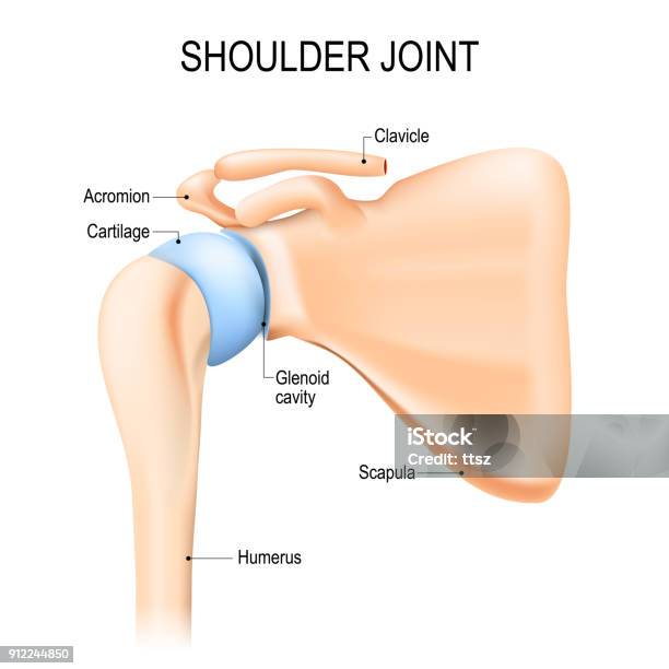 Ilustración de Articulación Del Hombro Anatomía Humana y más Vectores Libres de Derechos de Hombro