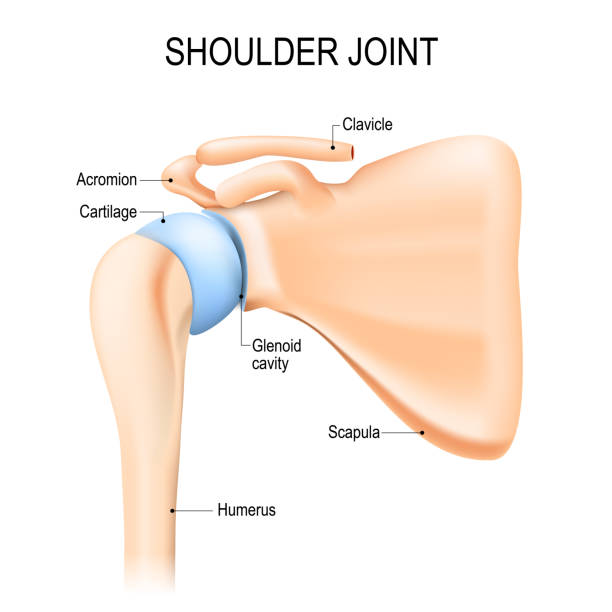 Shoulder (glenohumeral) joint. Human anatomy Shoulder (glenohumeral) joint. Human anatomy. Vector diagram. labeled scapula stock illustrations