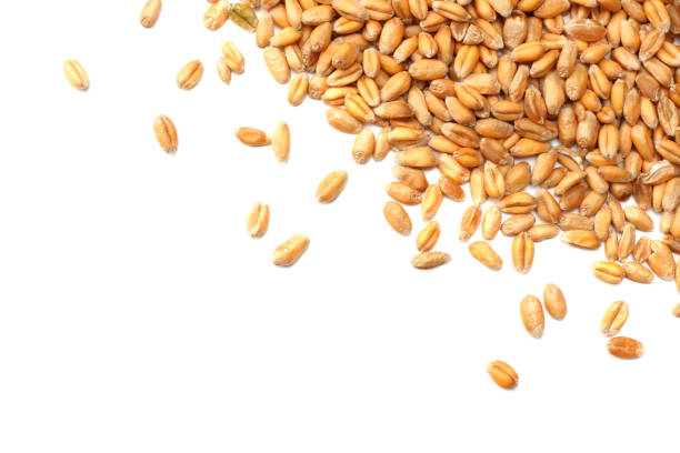 istock wheat grains isolated on white background. top view 912245142