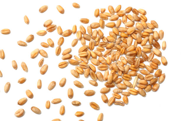 istock wheat grains isolated on white background. top view 912245152