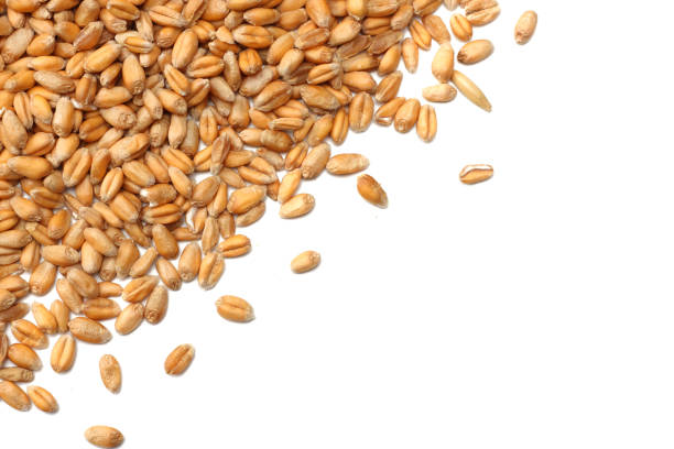 istock wheat grains isolated on white background. top view 912245156