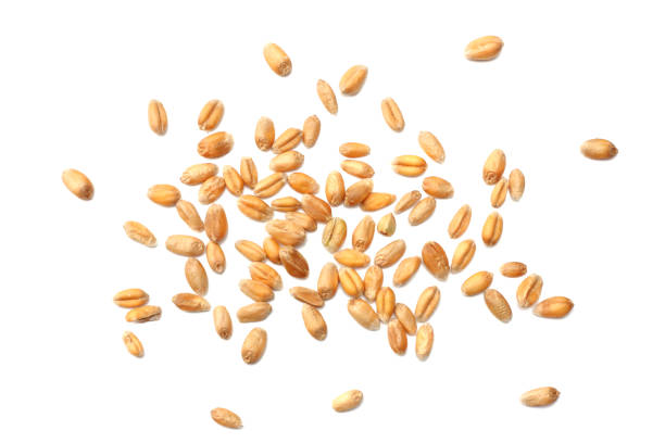 istock wheat grains isolated on white background. top view 912245166