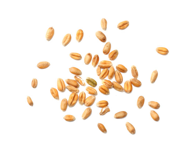 istock wheat grains isolated on white background. top view 912245178