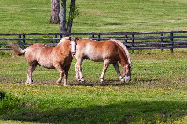 istock Two brown draft horses on farm land. 912245200