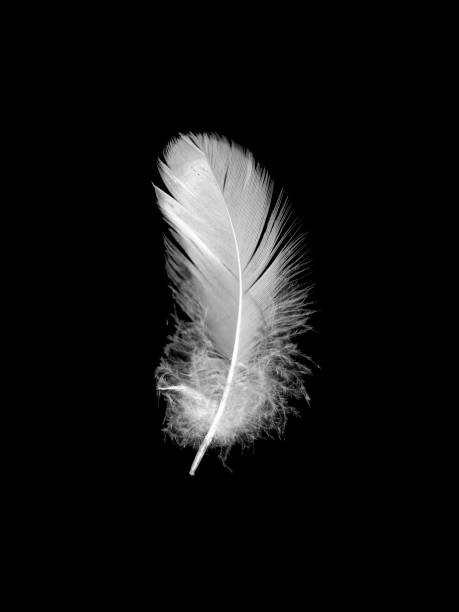 istock White bird feather on an isolated black background 912245296