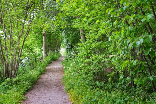 istock Walkway in Stochemhoeve forest park in the Netherlands 912248238