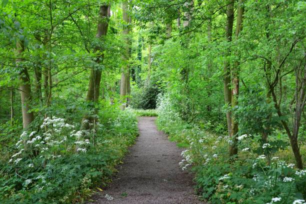 istock Walkway in Stochemhoeve forest park in the Netherlands 912248254