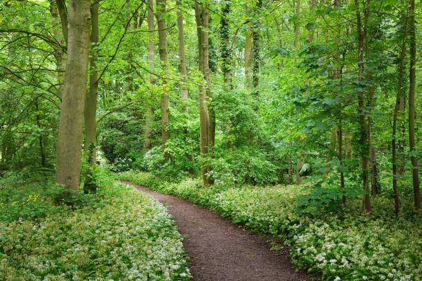 istock Walkway in Stochemhoeve forest park in the Netherlands 912248260