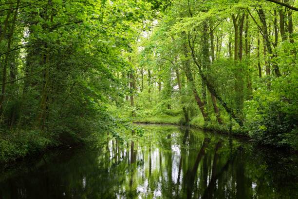istock Canal in Stochemhoeve forest park in the Netherlands 912248302