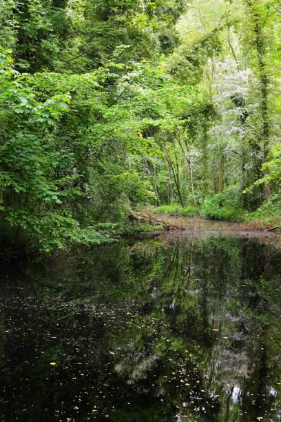 istock Canal in Stochemhoeve forest park in the Netherlands 912248306
