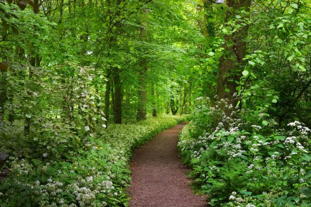 istock Walkway in Stochemhoeve forest park in the Netherlands 912248322