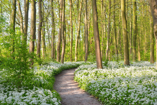 istock Walkway through a spring forest with blooming white flowers. Wild garlic (Allium ursinum) in Stochemhoeve, Leiden, the Netherlands 912248364