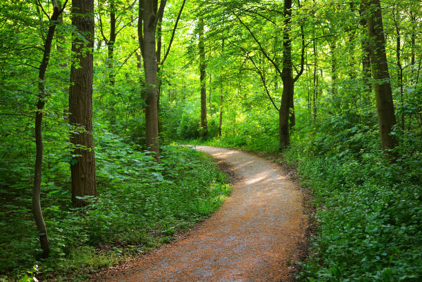 istock Walkway in a green Spring beech forest in Leuven, Belgium 912248378