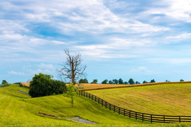 istock Farm fields with crop. Country landscape. 912248590