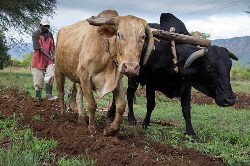 Mbeya, Tanzania, December 10 2015: two oxen and one man plowing a field.  In Tanzania 67% of the population are dependent on agriculture for their livelihoods.  Low levels of income (annual per capita GNI of US$ 900) especially in rural areas limits the amount of investment in mechanisation and other modern productivity boosting inputs.