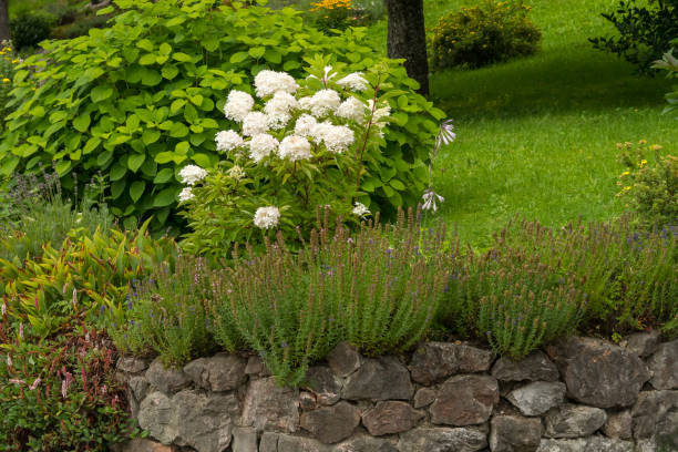 istock A white peonia in a romantic garden in summer 912251182