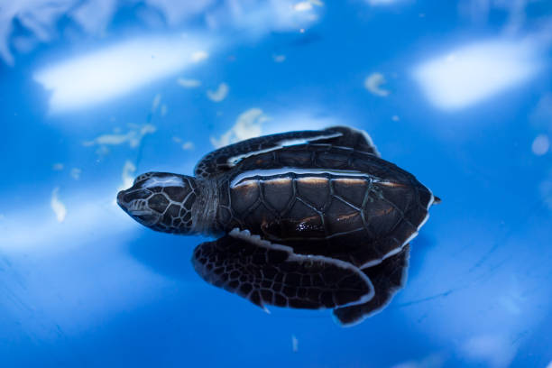 istock Green sea turtle baby (Chelonia mydas) swimming, Madagascar 912251348