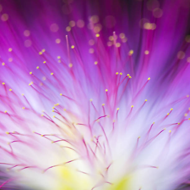 istock Abstract blurred purple light and flower natural background. 912251798