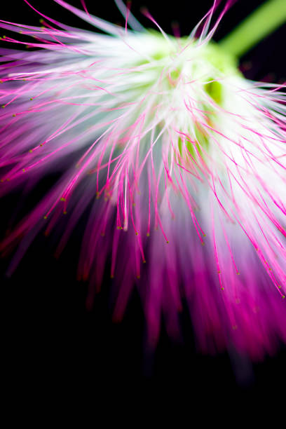 istock Abstract blurred purple light and flower natural background. 912251830