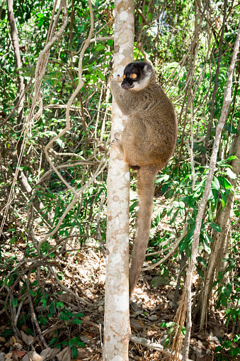 Female Mongoose Lemur (Eulemur mongoz) climbing in a tree, Madagascar