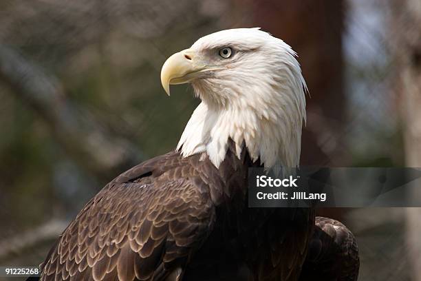 Weißkopfseeadler Eagle Stockfoto und mehr Bilder von Adler - Adler, Amerikanische Kontinente und Regionen, Bedrohte Tierart