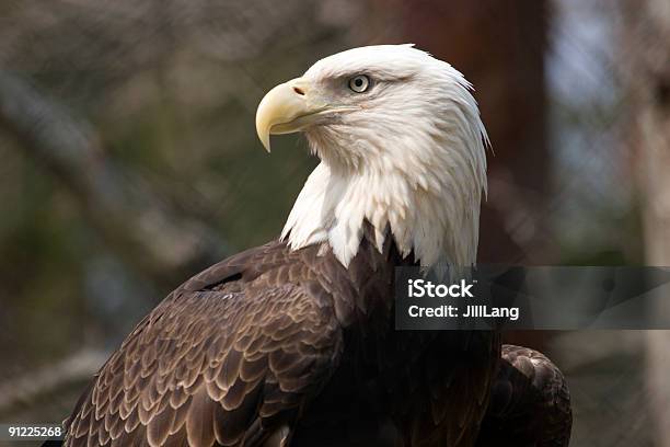 Pigargoamericano - Fotografias de stock e mais imagens de Amor - Amor, Animal em via de extinção, As Américas