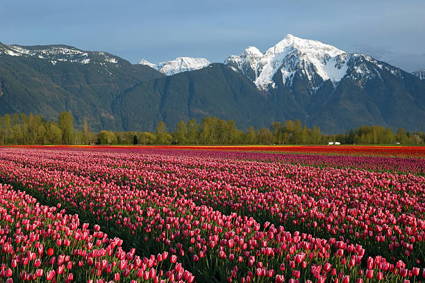 istock tulip field and cheam mountain 91225435