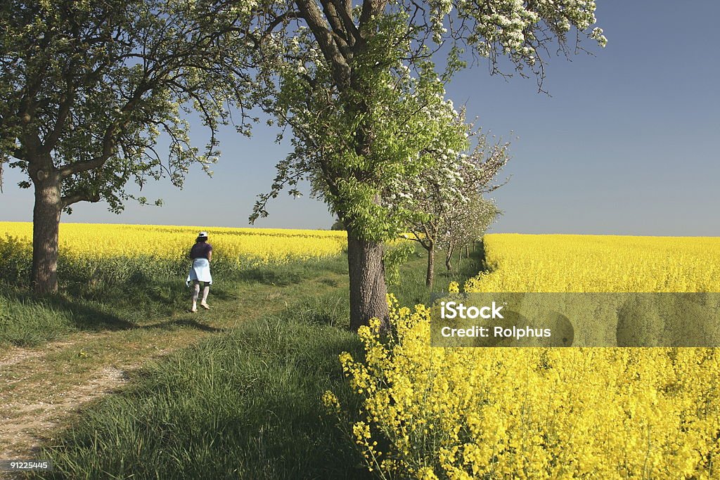 Zu Fuß in die Rapeseed Felder - Lizenzfrei Frühling Stock-Foto