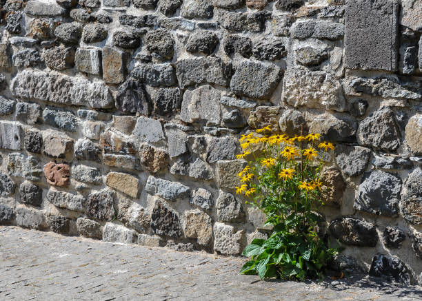 Orange coneflowers (Rudbeckia fulgida) growing growing in a wall chink