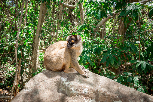 Female Mongoose Lemur (Eulemur mongoz) climbing in a tree, Madagascar