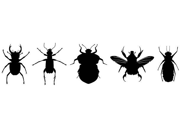 昆虫のコレクション - insect aphid stag beetle silhouette点のイラスト素材／クリップアート素材／マンガ素材／アイコン素材