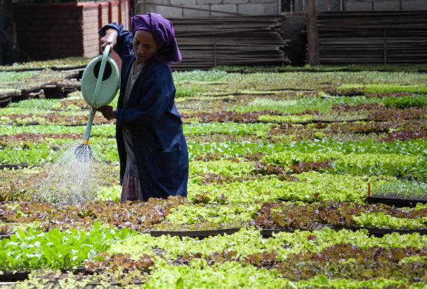Addis Ababa, Ethiopia - July 30 2016: one woman watering salad plants with a hand held watering can at a farm on the outskirts of the city.  In Ethiopia 70% of the population are dependent on agriculture for their livelihoods.  Low levels of income (annual per capita GNI of US$ 660) especially in rural areas limits the amount of investment in mechanisation, irrigation and other modern productivity boosting inputs.