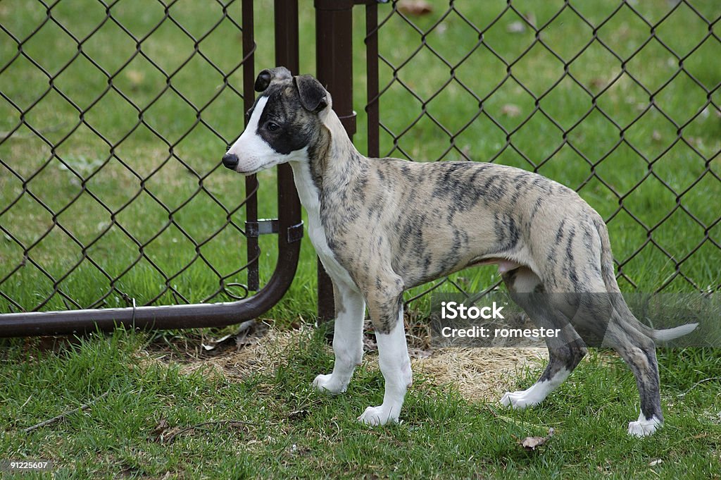 Whippet cachorro - Foto de stock de Brillante libre de derechos