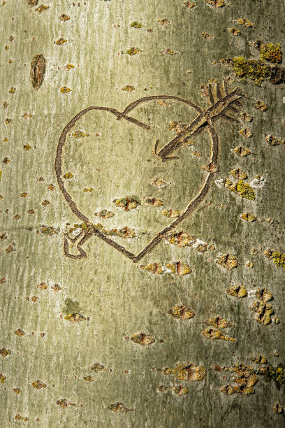 Heart with Arrow Engraved in the Trunk of a Tree - Corazon con Flecha  Grabado en el Tronco de un Arbol Heart of love engraved on the bark of the Trunk of an Poplar Tree - Corazon del amor grabado en la corteza del Tronco de un Arbol Alamo poplar tree audio stock pictures, royalty-free photos & images