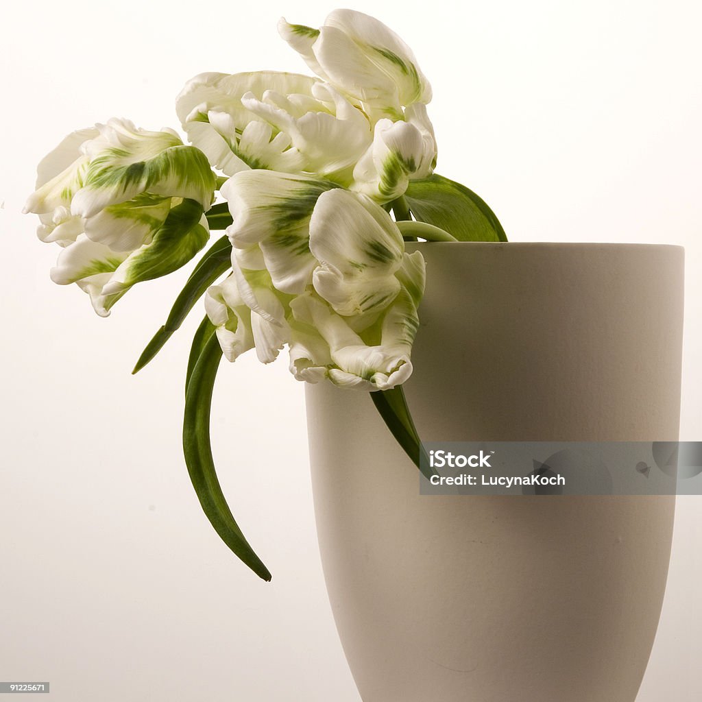 Biały tulp - Zbiór zdjęć royalty-free (Biały)