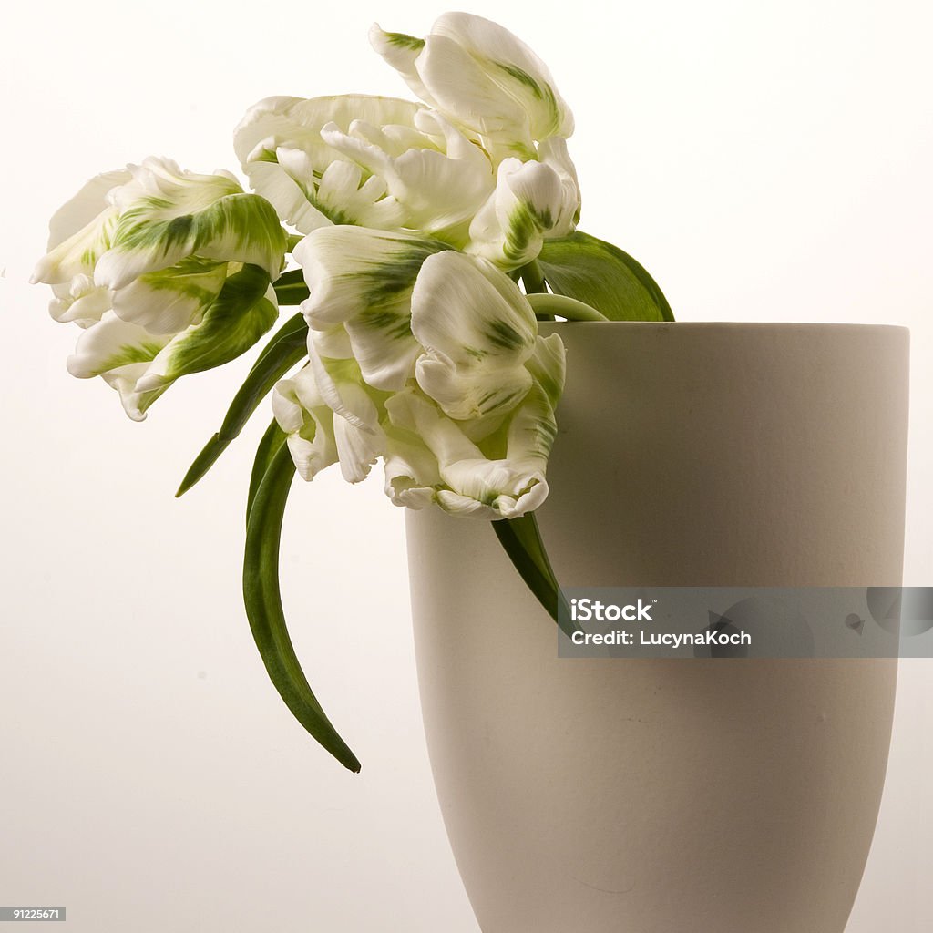 tulp branco - Royalty-free Amor Foto de stock