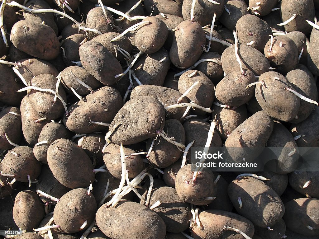 Apareceu batata. - Royalty-free Agricultura Foto de stock