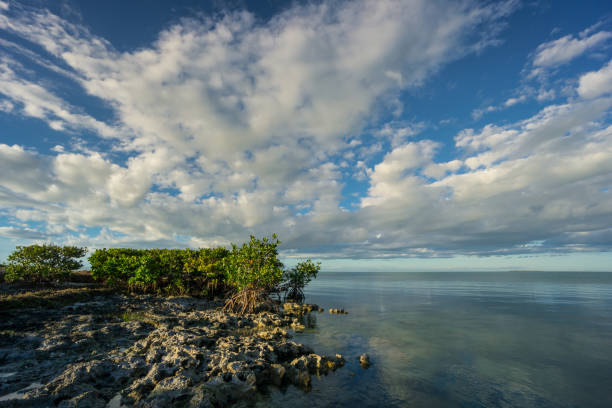미국, 플로리다, 맹그로브 나무가 멸종 산호초 뒤에 끝 없는 바다 - coral water sunset usa 뉴스 사진 이미지