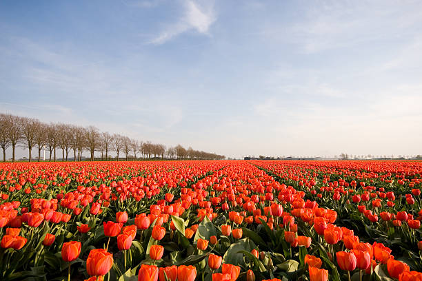 Tulips  enkhuizen stock pictures, royalty-free photos & images