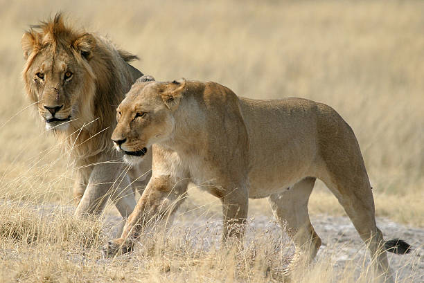 Lion male 및 female 스톡 사진