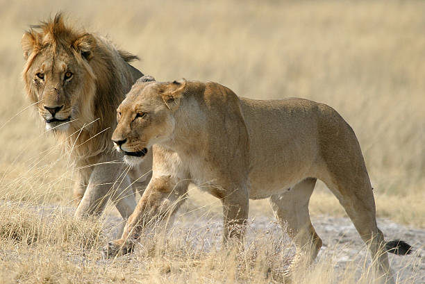 istock Lion male and female 91225840