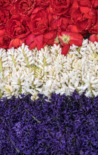 abstrakter hintergrund . nahaufnahme von bunten tulpen und hyazinthen - tulip blue close up cut flowers stock-fotos und bilder