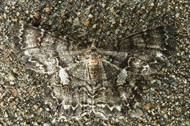 mariposa adaptadas ao seu ambiente urbano - epimecis - fotografias e filmes do acervo